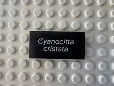 LEGO Tile 2 x 4 with White 'Cyanocitta cristata' 87079pb0194