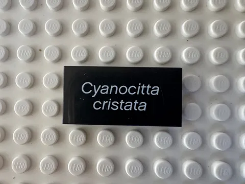LEGO Tile 2 x 4 with White 'Cyanocitta cristata' 87079pb0194