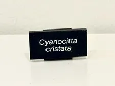 Lego 87079pb0194 6115328 Cyanocitta Cristata